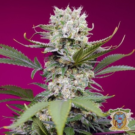 Sweet Mandarine Zkittlez XL Auto