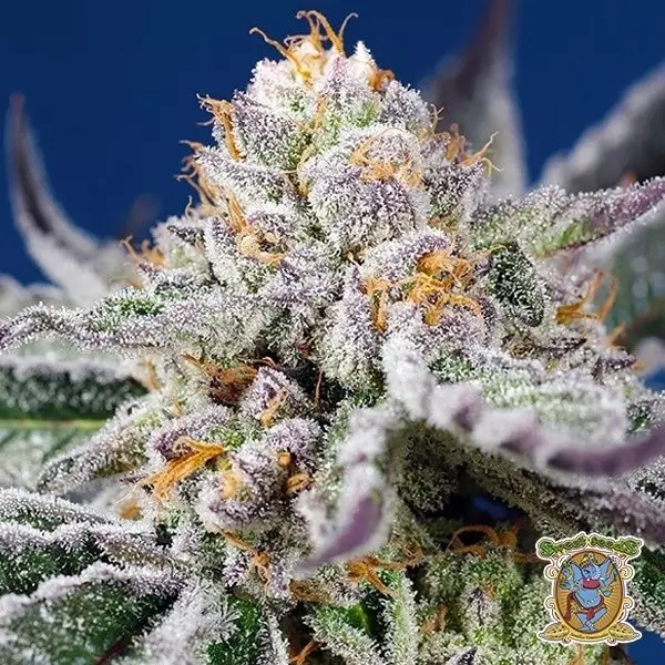 View Orange Apricot Glue XL Auto