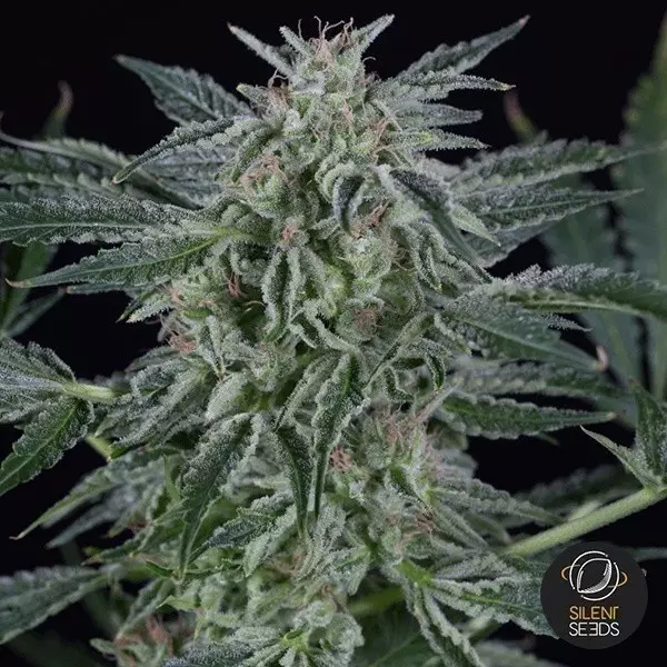 View Critical Jack Autoflowering