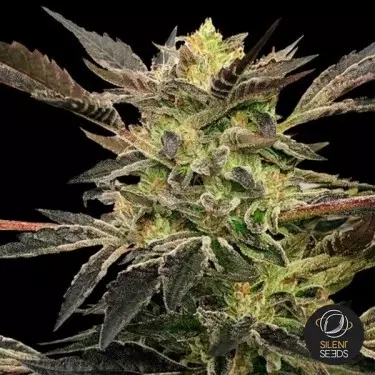 Auto Pink Sunset by Sherbinskis