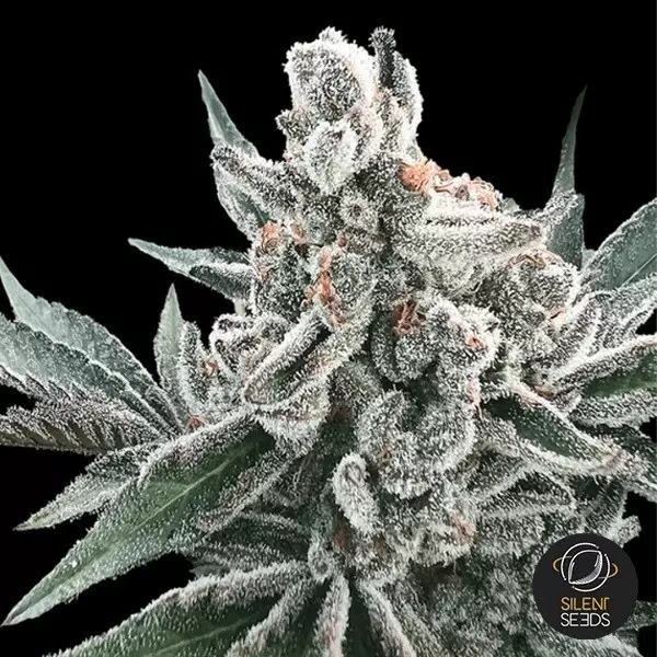 View Auto Polar Gelato by Sherbinskis