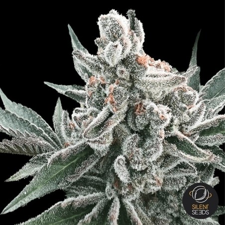 Auto Polar Gelato by Sherbinskis