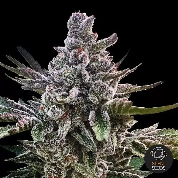 View Acai Jelly by Sherbinskis