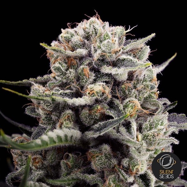 Plante de cannabis B-45 By Booba