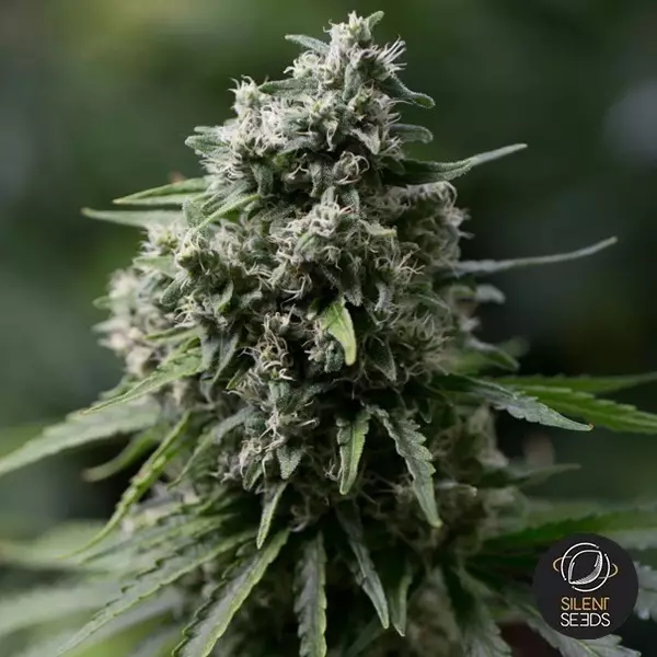 Critical+ 2.0 by Dinafem - Grow Barato