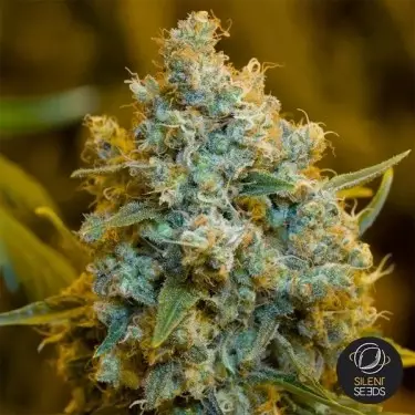 Critical Jack Feminizada de Silent Seeds - GB The Green Brand