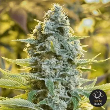 Moby Dick sementes feminizadas de Silent Seeds- GB The Green Brand