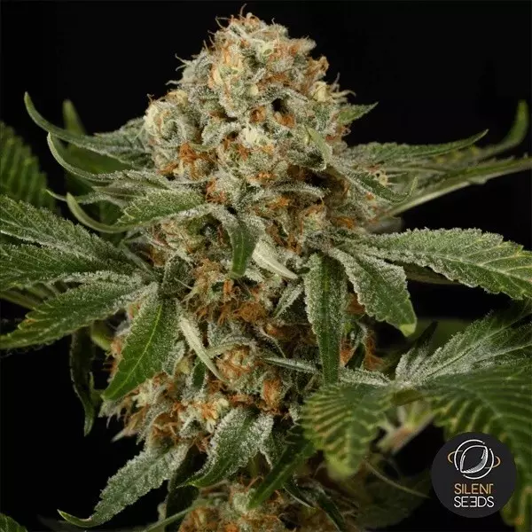 View OG Kush Sementes Feminizadas de Silent Seeds- GB The Green Brand