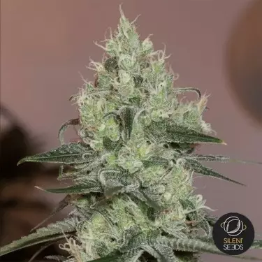 Original Amnesia by Dinafem seeds - GB