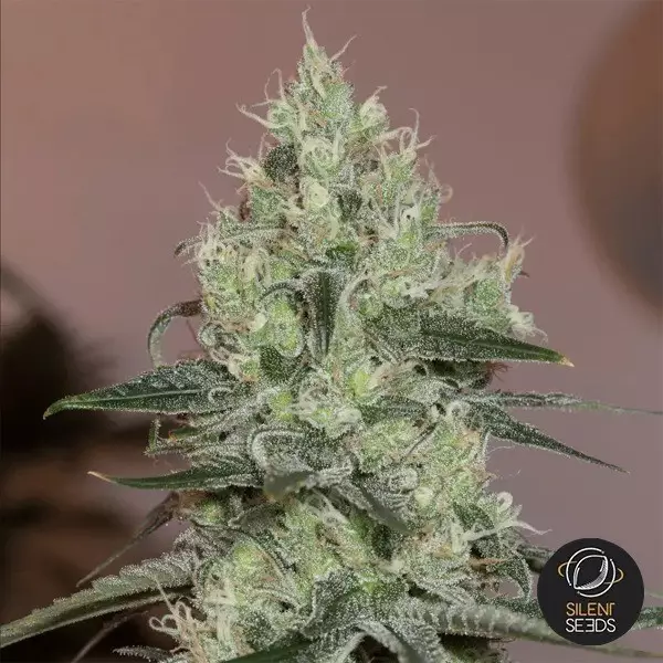 View Original Amnesia by Dinafem seeds - GB