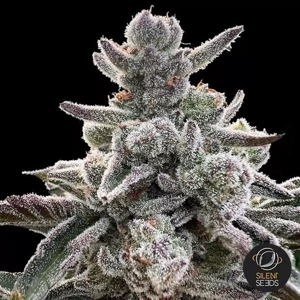 View Polar Gelato by Sherbinskis