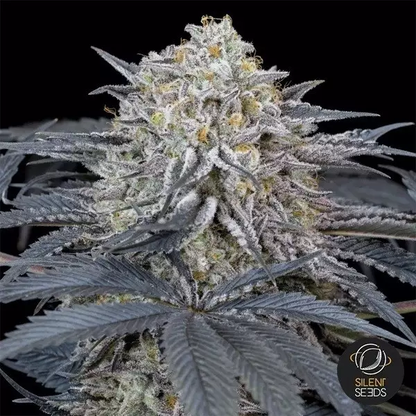 View Watermelon Runtz