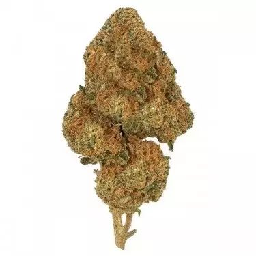 Summer Cooling Kit flower