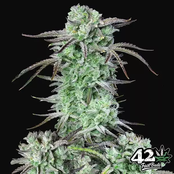 View Strawberry Banana Auto