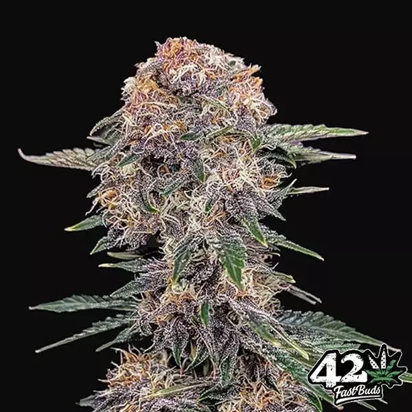 View Cherry Cola Auto