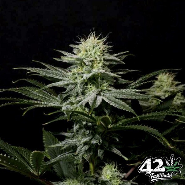 View GG4 Sherbet Fast