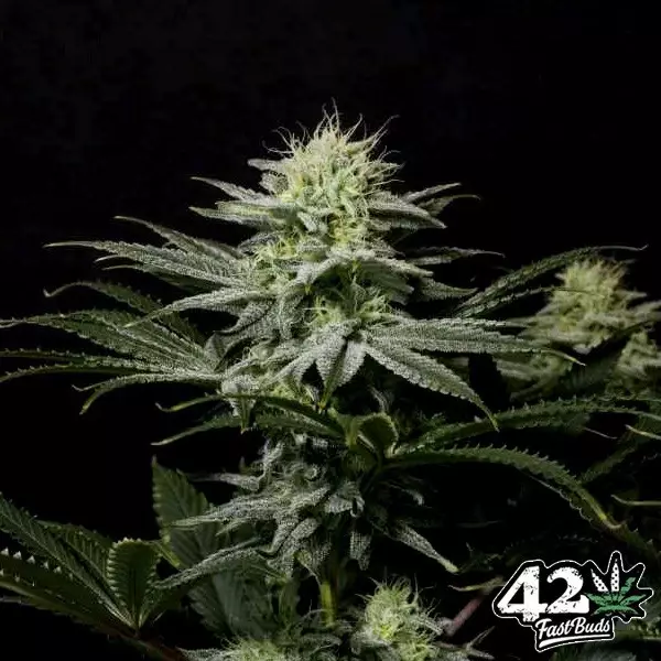 View GG4 Sherbet Fast