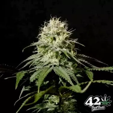 Tropicana Cookies Fast - GB The Green Brand