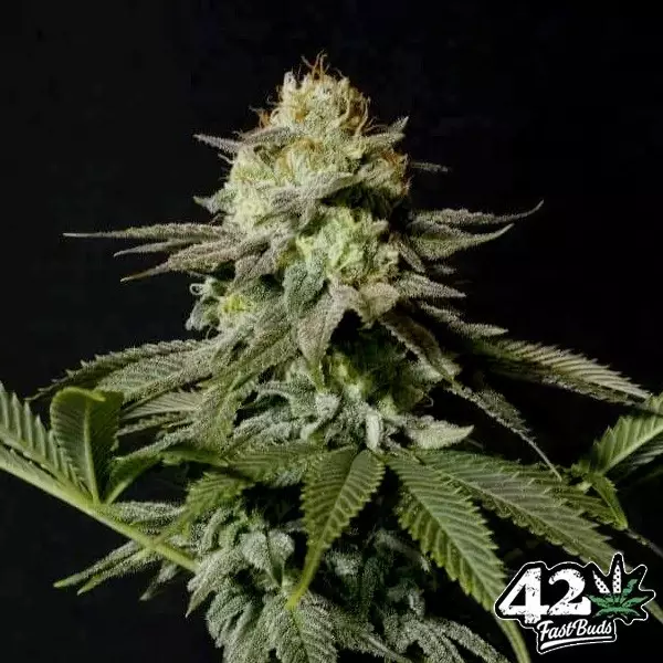 View Orange Sherbet Fast