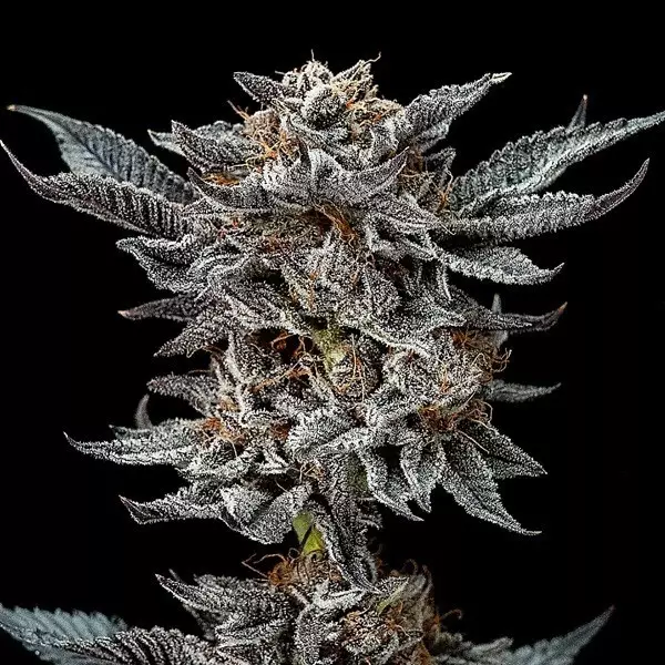 View Semillas Gorilla Kingdom Glue Auto de BSF Seeds auto - Grow Barato