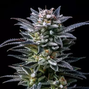 Comprar BSF Seeds Gorilla Kingdom Ghost - GB