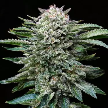 Buy Gorilla Kingdom White by BSF Seeds - Grow Barato