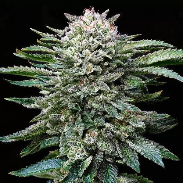 View Comprar BSF Seeds Gorilla Kingdom White - GB The Green Brand