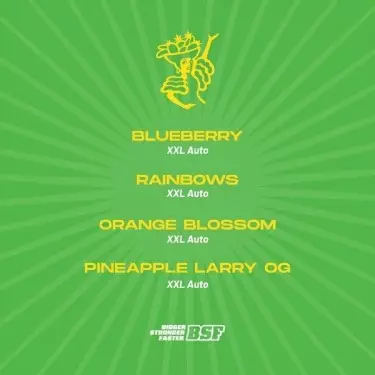 Tutti Frutti XXL Mix Autoflorecientes