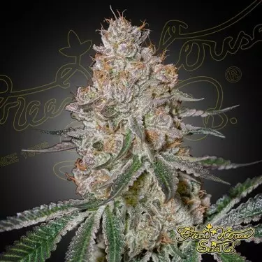 HighCloudZ green house seeds