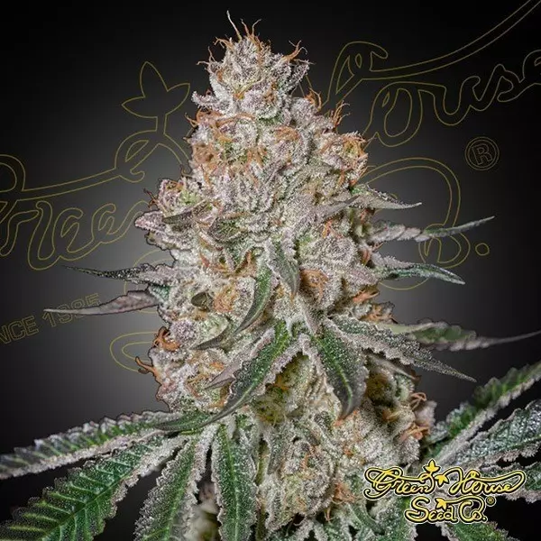View HighCloudZ green house seeds