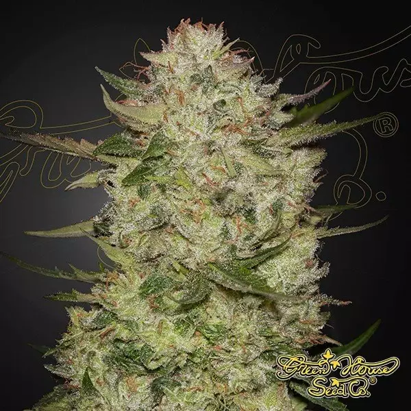 View HighCloudZ Auto green house seeds