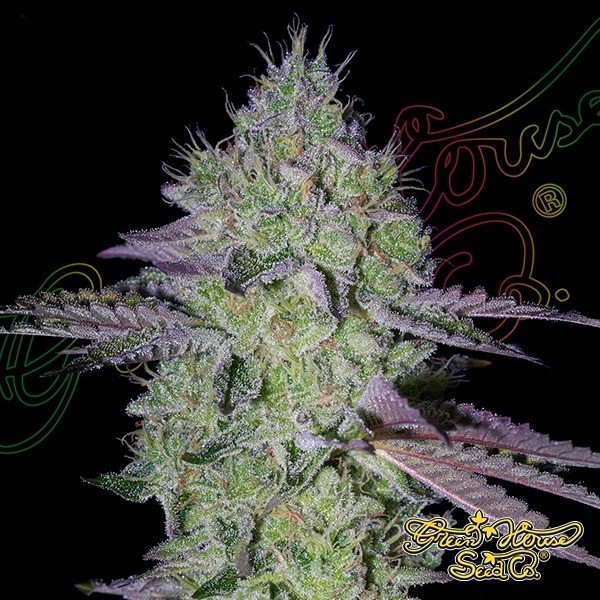 View Tarte Tatin green house seeds