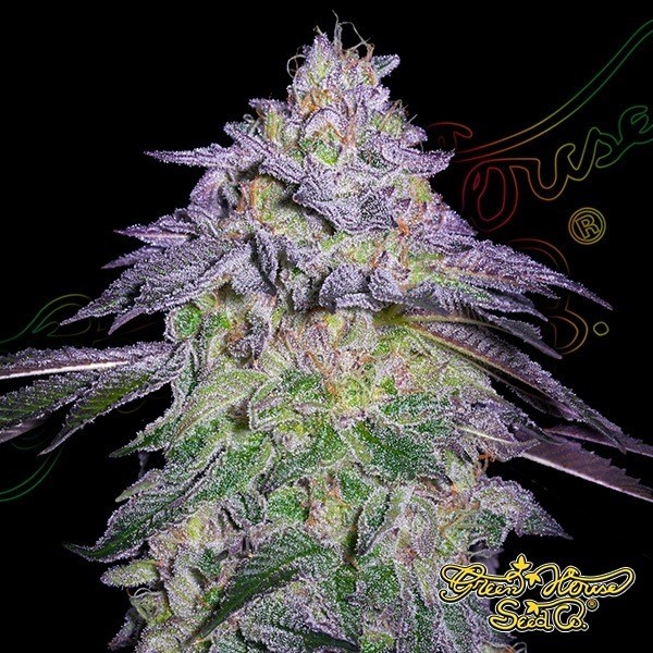 View Nori Cake green house seeds