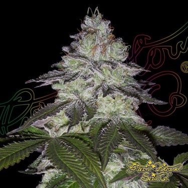 Milky Dreams green house seeds