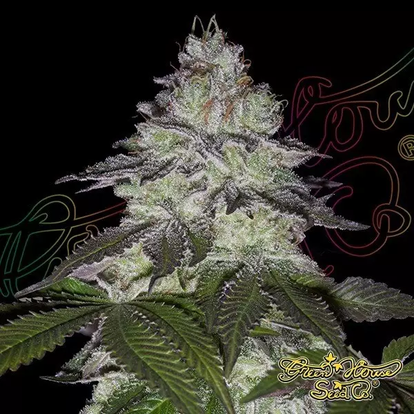 View Milky Dreams green house seeds