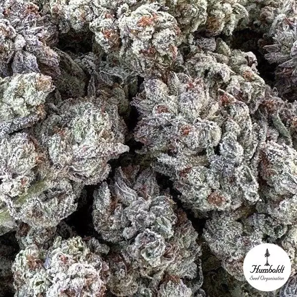 View Double Fire Headband