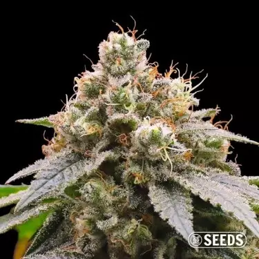 Buy cheap Gorilla Glue #4 seeds - GB The Green Brand