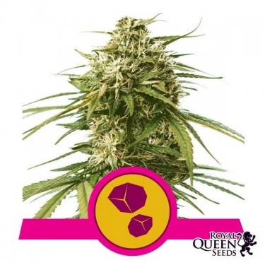 Gushers Royal Queen Seeds