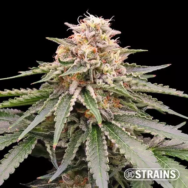 View Dos y Glue by GB Strains Feminized Seed - GB