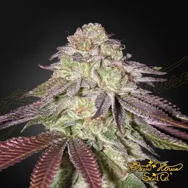Sugarlato Auto - Green House Seeds