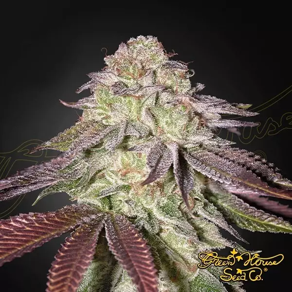 View Sugarlato Auto - Green House Seeds - GB The Green Brand