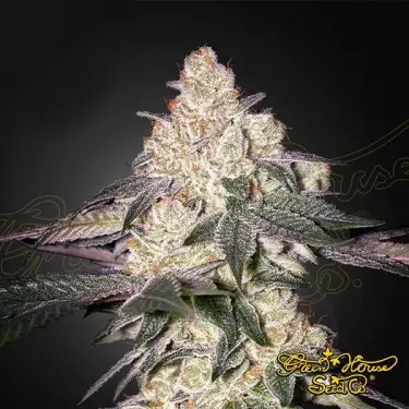 Moweeto - Green House Seeds - GB The Green Brand