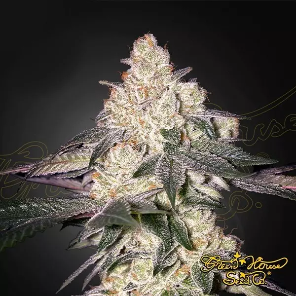 View Moweeto - Green House Seeds - GB The Green Brand