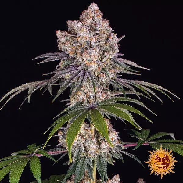 View Ice Cream Cake - Barney's Farm