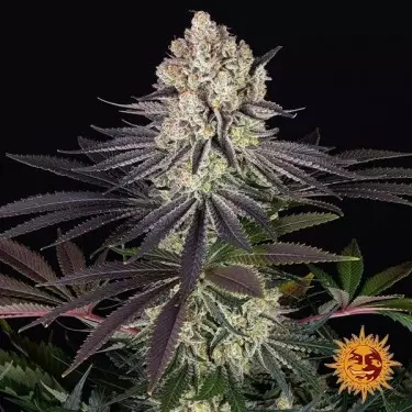 Runtz - Barney's Farm - GB The Green Brand