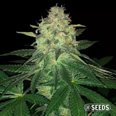 Mamba Negra - GB Seeds - GB The Green Brand