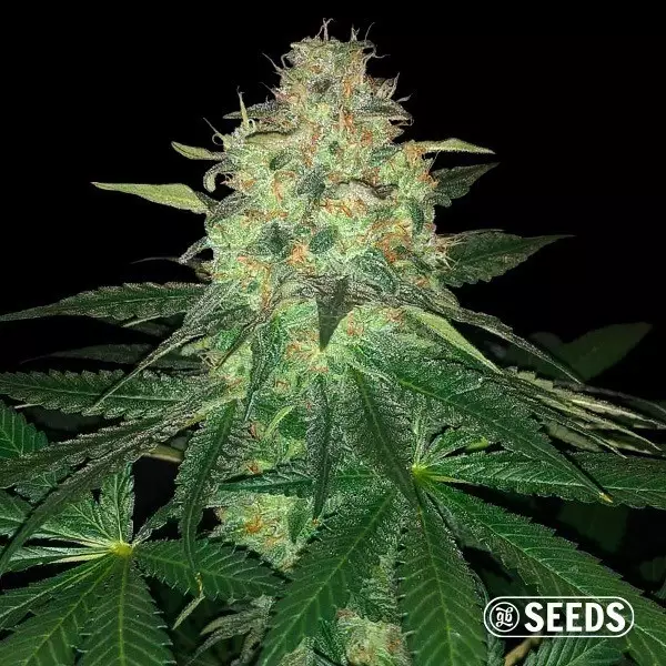 View Mamba Negra - GB Seeds
