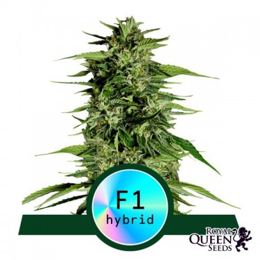 Hyperion F1 Auto