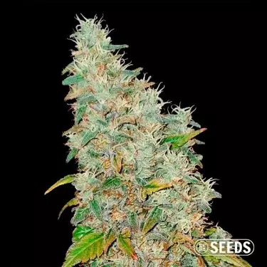 Auto Banana XL GB Sementes Barata - GB A marca verde