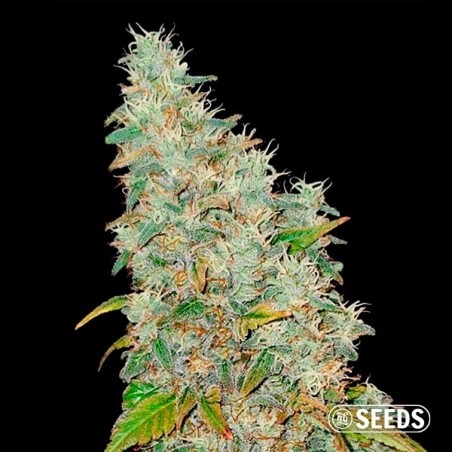 Auto Banana XL